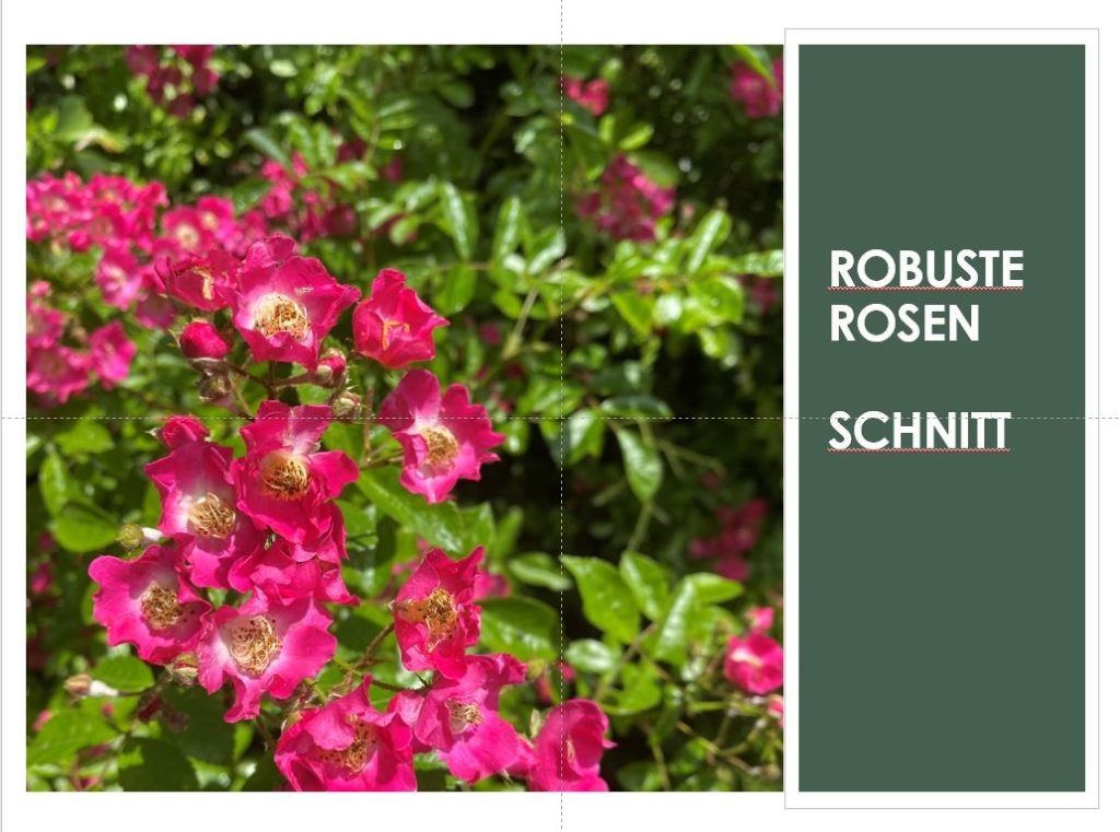 Online Gartenvortrag über Rosenschnitt