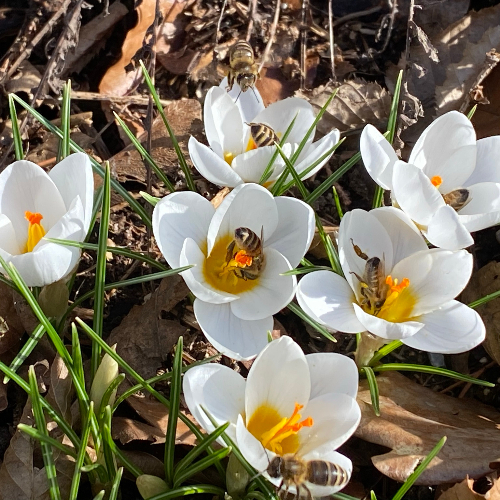 Pflanzen für Insekten