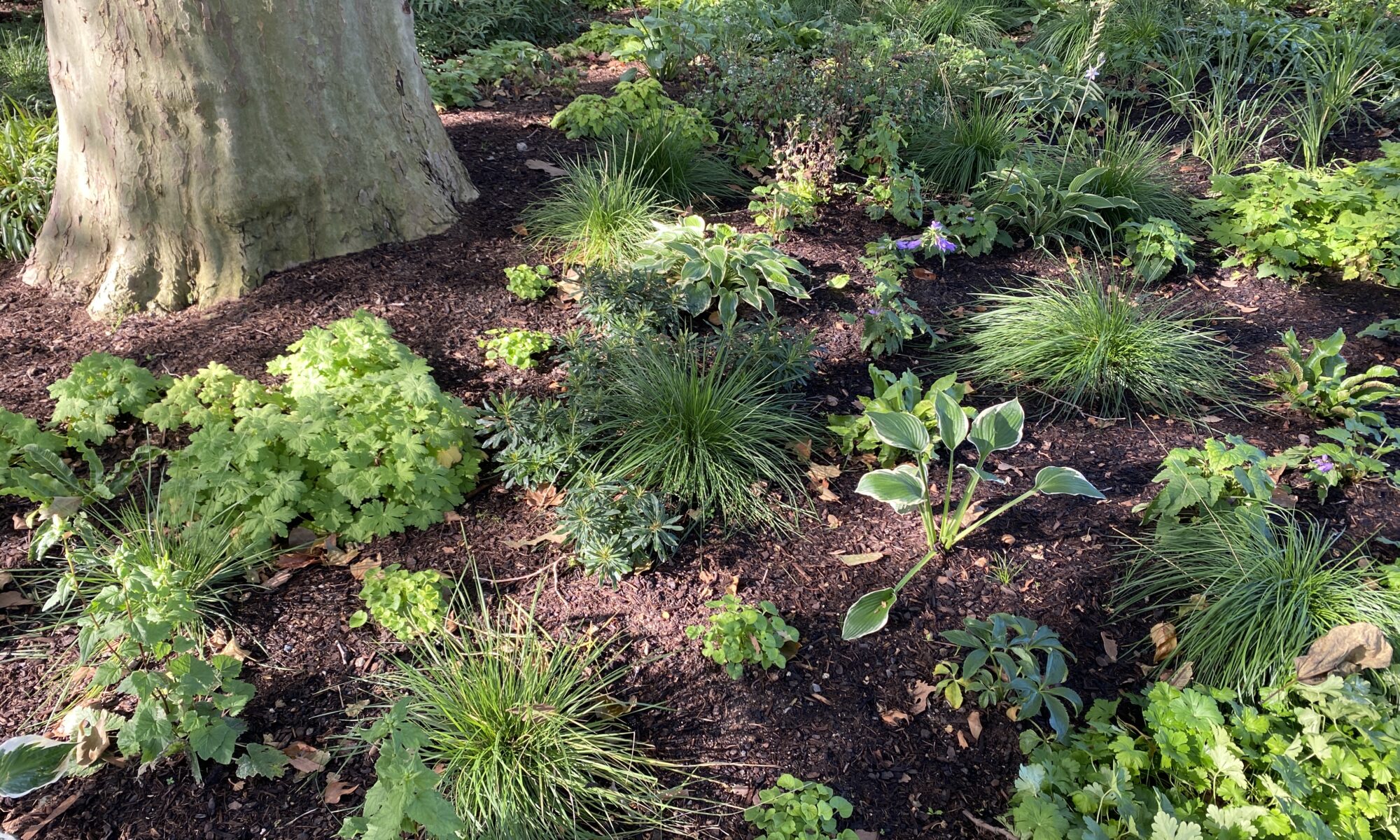 Gartenvortrag Schatten