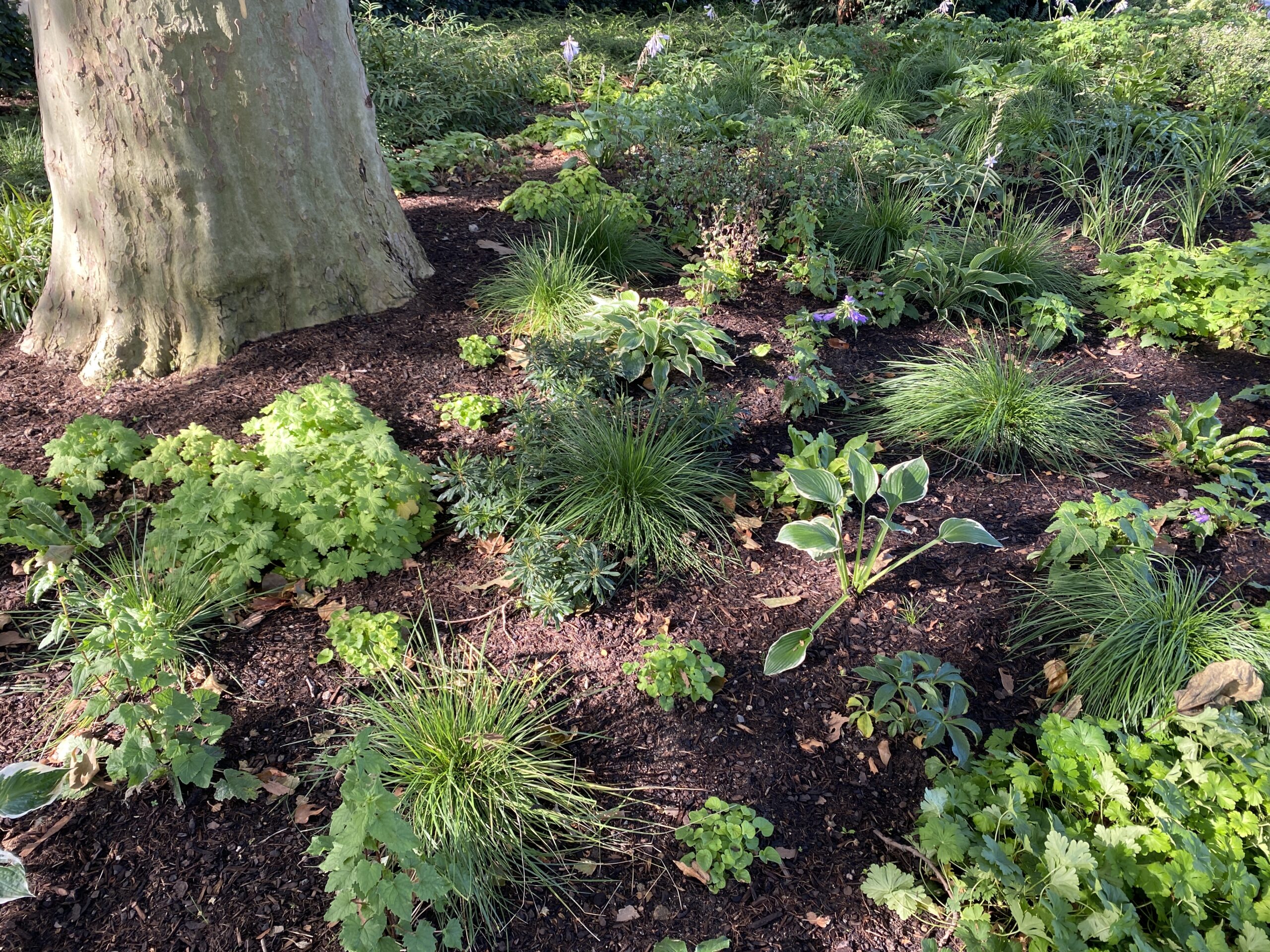 Gartenvortrag Schatten