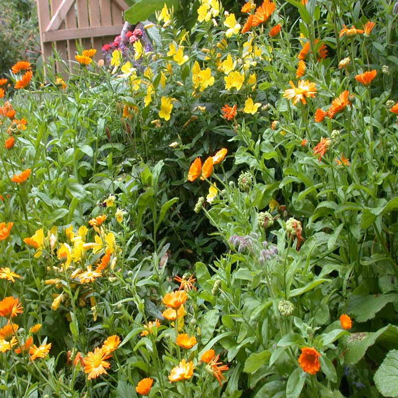 Ringelblumen Einjährige Gartengestaltung